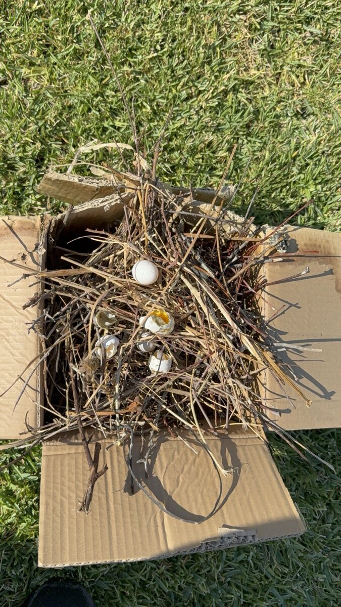Bird nesting debris removed from a roof